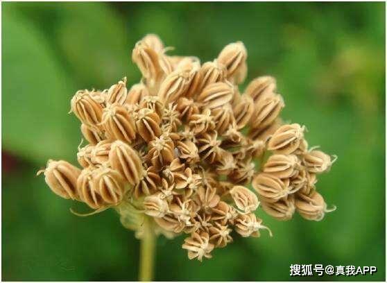 老國貨膚美靈洗面奶 價格親民卻功效非凡，植物提取物不輸大牌