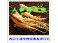 人參提取物市場(chǎng)概覽 從原料供應(yīng)到天然香料應(yīng)用