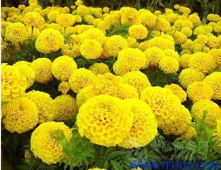 葉黃素10萬壽菊提取物源頭工廠 優(yōu)質(zhì)植物提取物的價格與市場價值解析